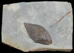 Detailed Fossil Leaf (unidentified) - Montana #68269-1
